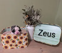 Zeus , a male Saint Bernard for sale in Embarrass, MN – 1 of 3