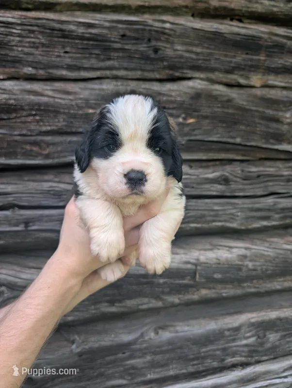 Demeter – Saint Bernard puppy for sale in Embarrass, MN