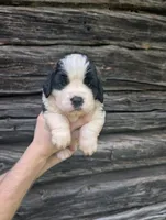 Demeter, a female Saint Bernard for sale in Embarrass, MN – 4 of 10