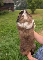 Hestia , a female Saint Bernard for sale in Embarrass, MN – 3 of 10