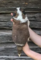 Artemis, a female Saint Bernard for sale in Embarrass, MN – 7 of 10