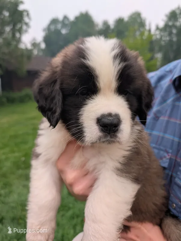 Athena  – Saint Bernard puppy for sale in Embarrass, MN