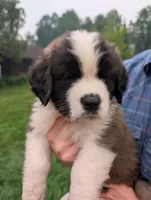Athena , a female Saint Bernard for sale in Embarrass, MN – 1 of 9