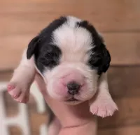 Hestia , a female Saint Bernard for sale in Embarrass, MN – 2 of 3