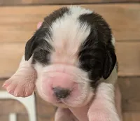 Demeter, a female Saint Bernard for sale in Embarrass, MN – 2 of 3