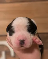 Hera, a female Saint Bernard for sale in Embarrass, MN – 2 of 3
