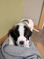 Coach Beard , a male Saint Bernard for sale in Embarrass, MN – Photo 4 of 9