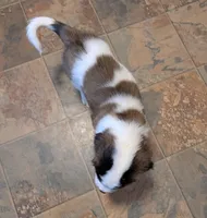 Coach Beard , a male Saint Bernard for sale in Embarrass, MN – Photo 2 of 9