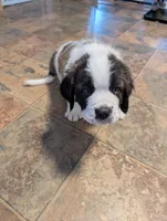 Coach Beard , a male Saint Bernard for sale in Embarrass, MN – Photo 6 of 9