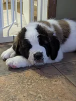 Coach Beard , a male Saint Bernard for sale in Embarrass, MN – Photo 3 of 9