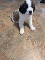 Coach Beard , a male Saint Bernard for sale in Embarrass, MN – Photo 8 of 9