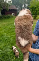 Demeter, a female Saint Bernard for sale in Embarrass, MN – 3 of 10