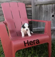 Hera, a female Saint Bernard for sale in Embarrass, MN – 5 of 10