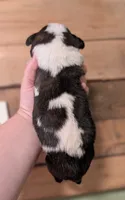 Persephone , a female Saint Bernard for sale in Embarrass, MN – 3 of 3