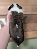 Hades, a male Saint Bernard for sale in Embarrass, MN – 2 of 3