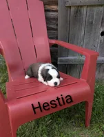 Hestia , a female Saint Bernard for sale in Embarrass, MN – 5 of 10