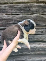 Demeter, a female Saint Bernard for sale in Embarrass, MN – 6 of 10