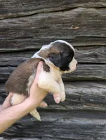 Artemis, a female Saint Bernard for sale in Embarrass, MN – 5 of 10
