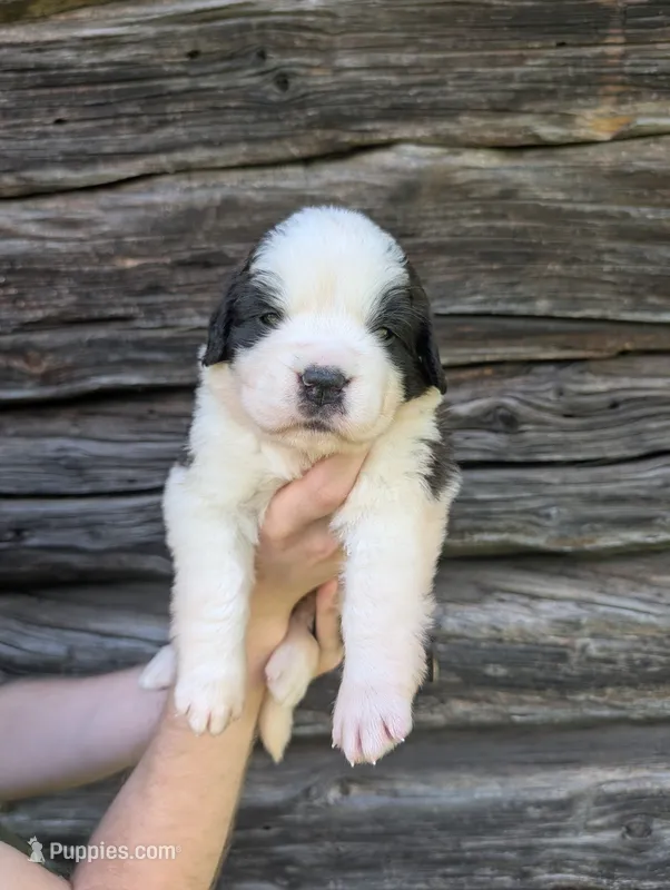 Hera – Saint Bernard puppy for sale in Embarrass, MN