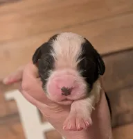 Persephone , a female Saint Bernard for sale in Embarrass, MN – 2 of 3