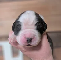 Hades, a male Saint Bernard for sale in Embarrass, MN – 3 of 3