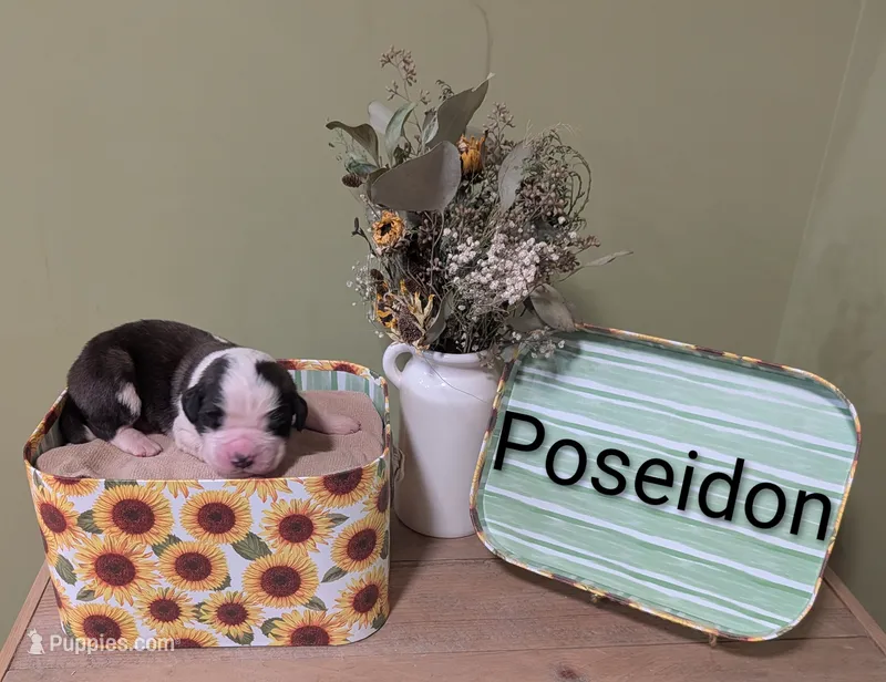 Poseidon  – Saint Bernard puppy for sale in Embarrass, MN