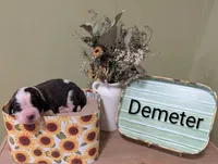 Demeter, a female Saint Bernard for sale in Embarrass, MN – 1 of 3