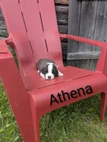 Athena , a female Saint Bernard for sale in Embarrass, MN – 6 of 9