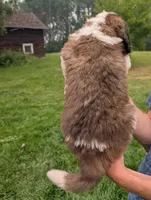 Artemis, a female Saint Bernard for sale in Embarrass, MN – 3 of 10