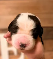 Poseidon , a male Saint Bernard for sale in Embarrass, MN – 2 of 3
