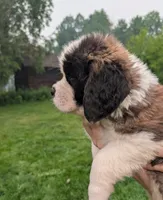 Demeter, a female Saint Bernard for sale in Embarrass, MN – 2 of 10
