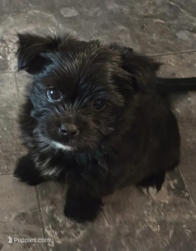 Stevie – Yorkshire Terrier puppy for sale in Panama City Beach, FL