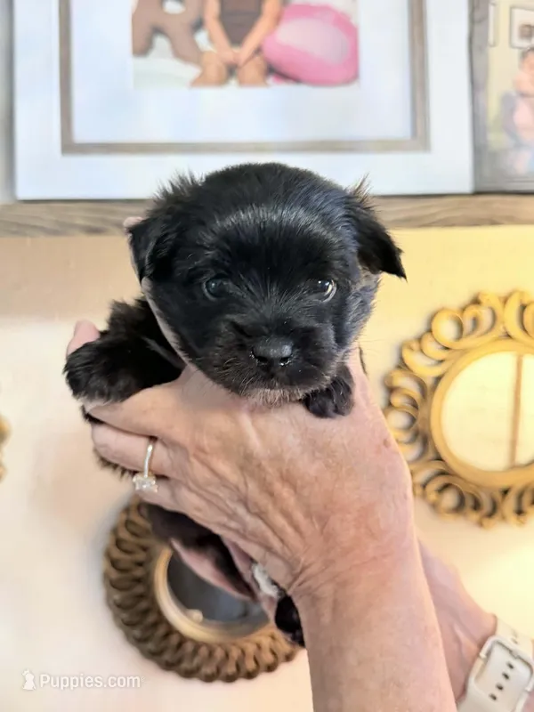 Stevie – Yorkshire Terrier puppy for sale in Panama City Beach, FL