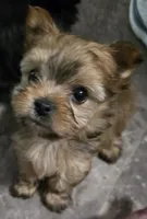 Sasha, a female Yorkshire Terrier for sale in Panama City Beach, FL – 3 of 10