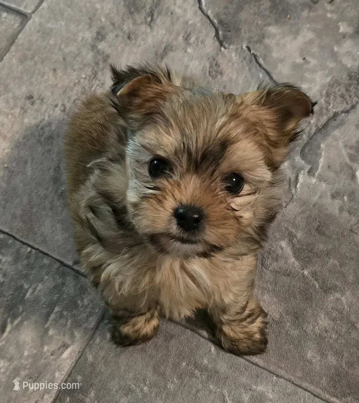 Sasha – Yorkshire Terrier puppy for sale in Panama City Beach, FL