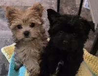Remi, a female Yorkshire Terrier for sale in Panama City Beach, FL – 2 of 3