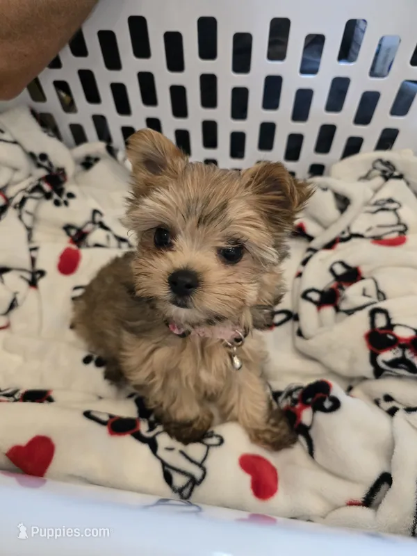Remi – Yorkshire Terrier puppy for sale in Panama City Beach, FL