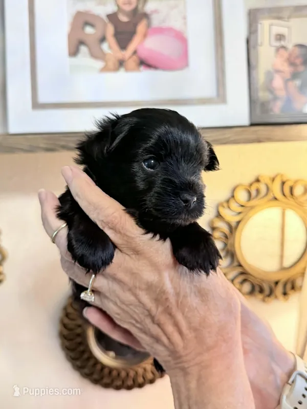 Jazzi – Yorkshire Terrier puppy for sale in Panama City Beach, FL