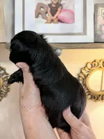 Jazzi, a male Yorkshire Terrier for sale in Panama City Beach, FL – 2 of 2