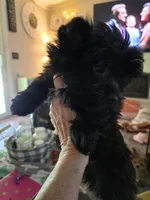 Milo, a male Yorkshire Terrier for sale in Panama City Beach, FL – 2 of 3
