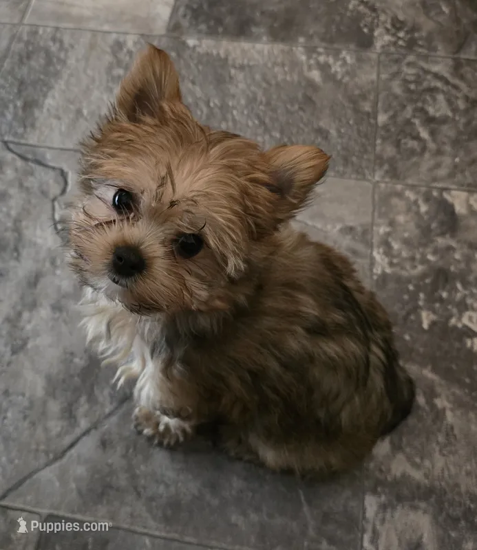 Remi – Yorkshire Terrier puppy for sale in Panama City Beach, FL