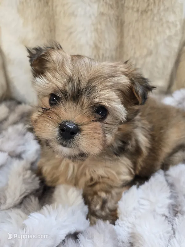 Sasha – Yorkshire Terrier puppy for sale in Panama City Beach, FL