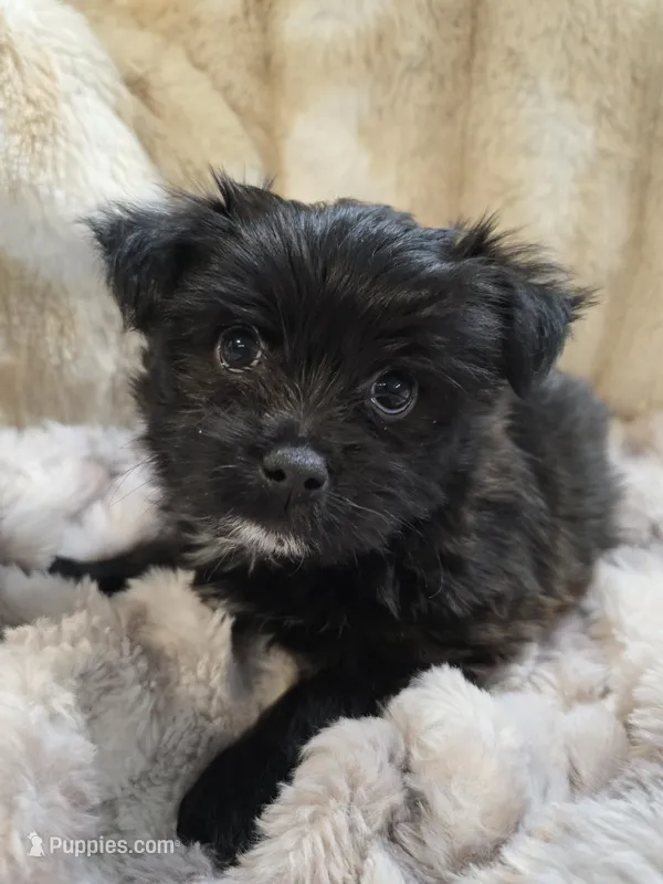 Stevie – Yorkshire Terrier puppy for sale in Panama City Beach, FL