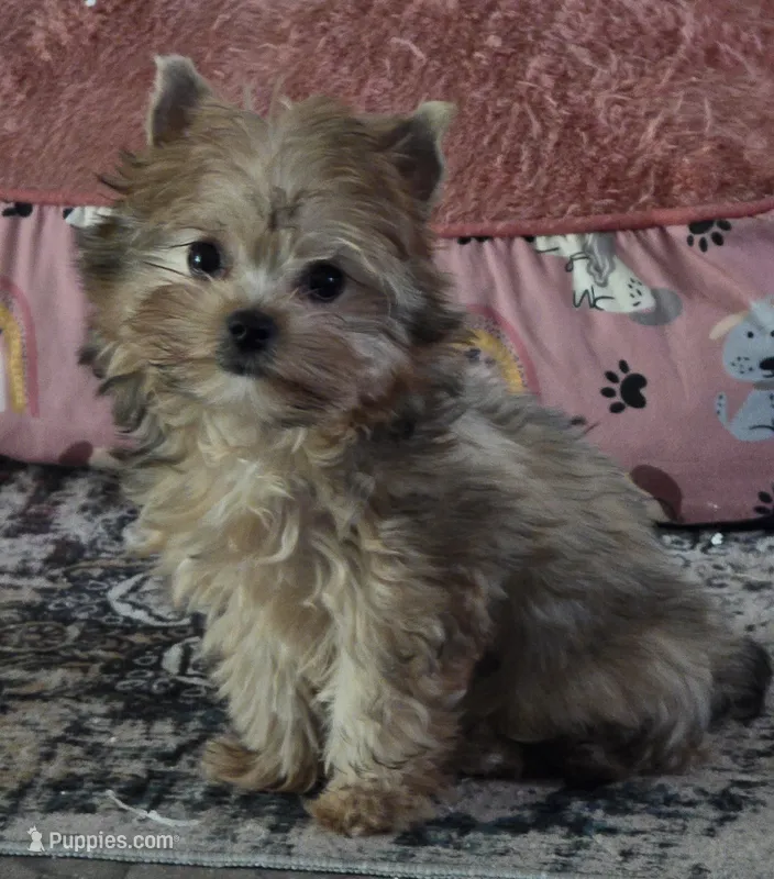 Remi – Yorkshire Terrier puppy for sale in Panama City Beach, FL
