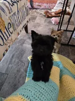 Milo, a male Yorkshire Terrier for sale in Panama City Beach, FL – 1 of 3