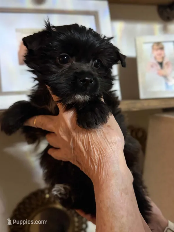 Boots – Yorkshire Terrier puppy for sale in Panama City Beach, FL