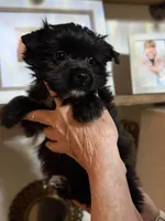 Boots, a male Yorkshire Terrier for sale in Panama City Beach, FL – 1 of 4