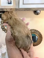 Sasha, a female Yorkshire Terrier for sale in Panama City Beach, FL – 8 of 10
