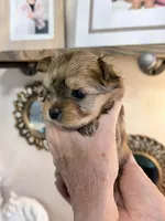 Sasha, a female Yorkshire Terrier for sale in Panama City Beach, FL – 5 of 10