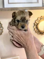 Sasha, a female Yorkshire Terrier for sale in Panama City Beach, FL – 6 of 10